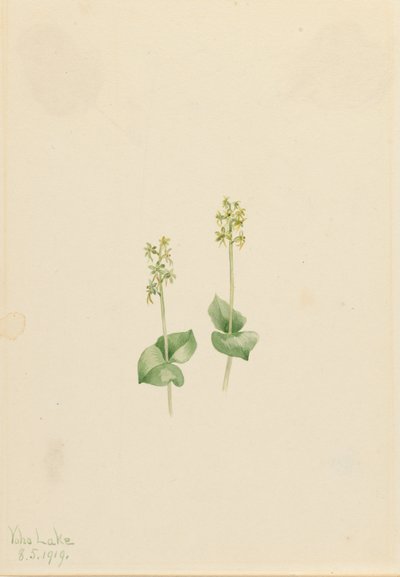 Rocky Mountain Twayblade Ophrys necrophylla, 1919. de Mary Vaux Walcott