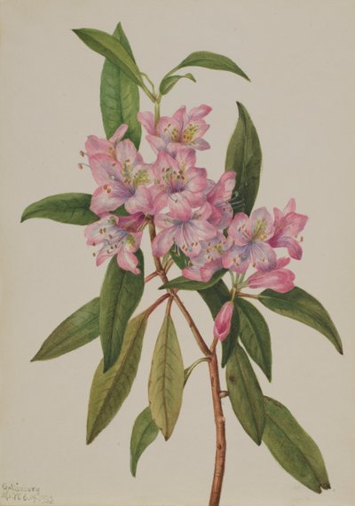 Rose-Bay Rhododendron Rhododendron carolinianum, 1932. de Mary Vaux Walcott