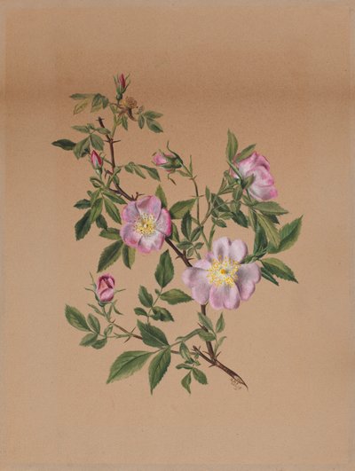 Malva-rosa (Hibiscus moscheutos) de Mary Vaux Walcott