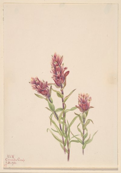 Rose Paintbrush Castilleja pallida, 1920. de Mary Vaux Walcott