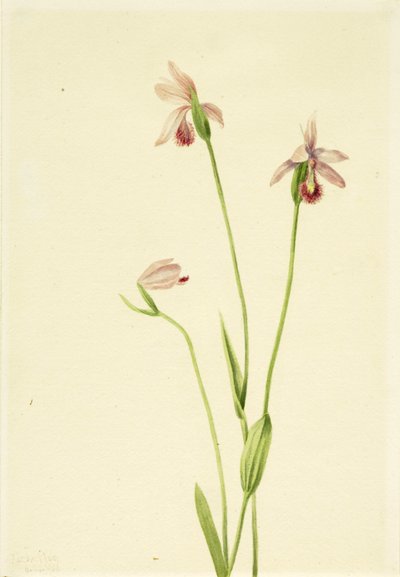 Rosas de Pogónia (Pogonia ophioglossoides) de Mary Vaux Walcott