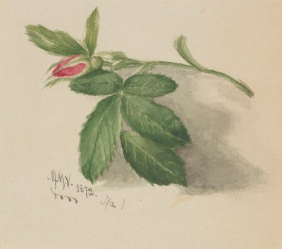 Botão de rosa de Mary Vaux Walcott