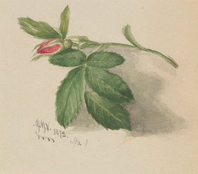 Rosebud, 1872. de Mary Vaux Walcott