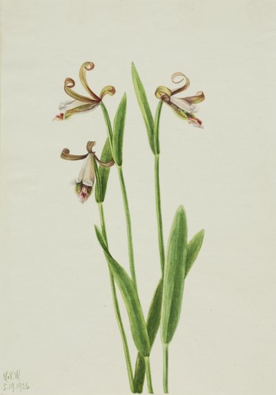 Orquídea de botão de rosa (Pogonia divaricata) de Mary Vaux Walcott