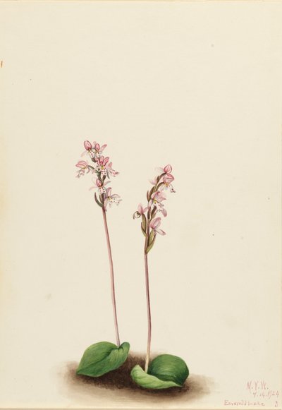 Roundleaf Orchis Orchis rotundifolia, 1924. de Mary Vaux Walcott