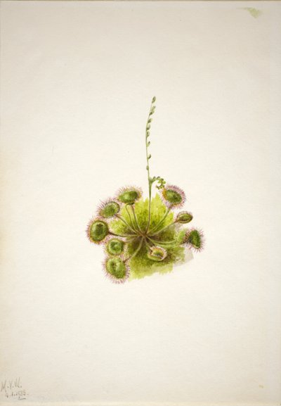 Dedaleira-de-folha-redonda (Drosera rotundifolia) de Mary Vaux Walcott