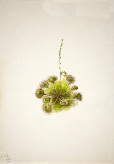 Roundleaf Sundew Drosera rotundifolia, 1933. de Mary Vaux Walcott