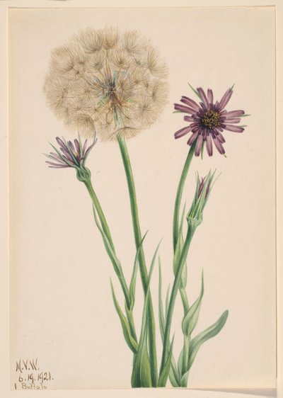 Salsifis (Tragopogon porrifolius) de Mary Vaux Walcott