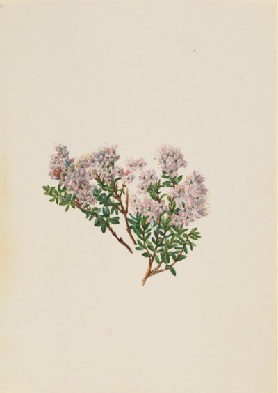 Sand Myrtle Leiophyllum lyoni, ca. 1930s. de Mary Vaux Walcott