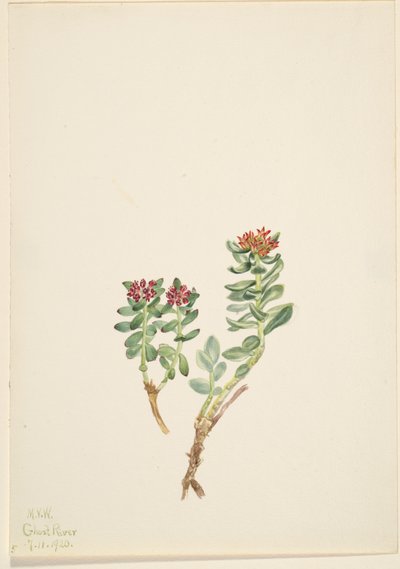 Sanifoiga ascendedus, 1920 de Mary Vaux Walcott