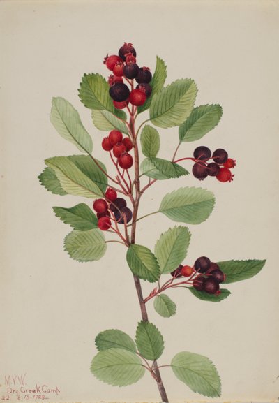 Saskatoon Amelanchier alnifolia, 1923. de Mary Vaux Walcott