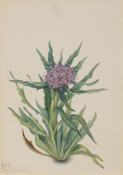 Saussurea Saussurea densa, 1925. de Mary Vaux Walcott
