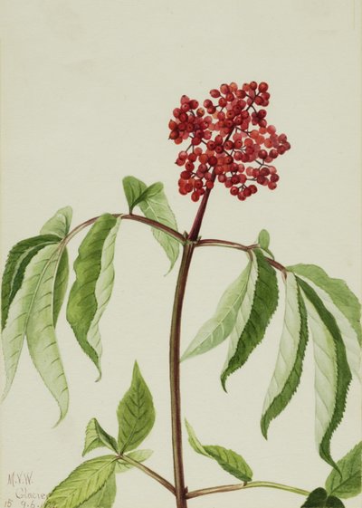 Scarlet Elder Sambucus pubens, 1922. de Mary Vaux Walcott
