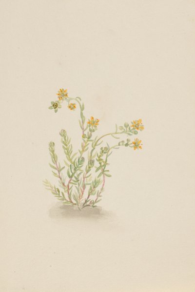 Sedum stenopetalum, ca. 1917-1918. de Mary Vaux Walcott