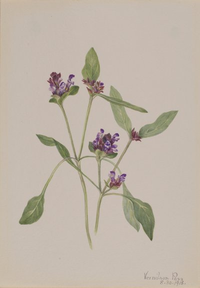 Auto-cura (Prunella vulgaris) de Mary Vaux Walcott