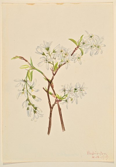 Sável (Amelianchier oblongifolia) de Mary Vaux Walcott
