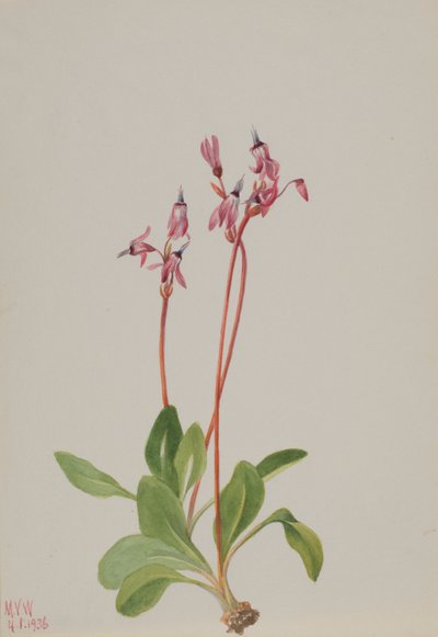 Estrela cadente (Dodecatheon hendersonii) de Mary Vaux Walcott