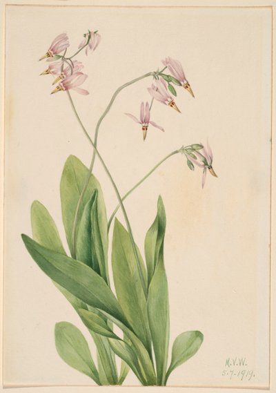 Estrela cadente (Dodecatheon meadia) de Mary Vaux Walcott
