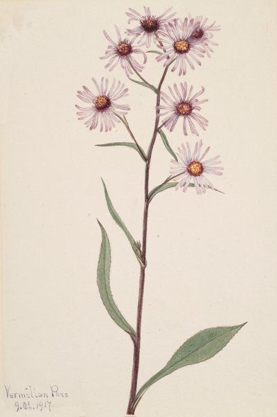 Showy Aster Aster Aster conspicuus, 1917. de Mary Vaux Walcott