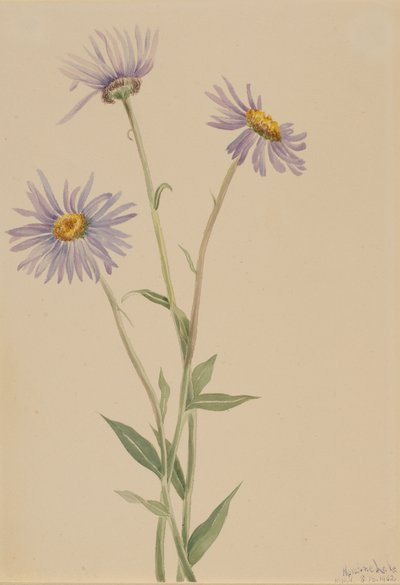 Showy Fleabane Erigeron salsuginosus, 1902. de Mary Vaux Walcott