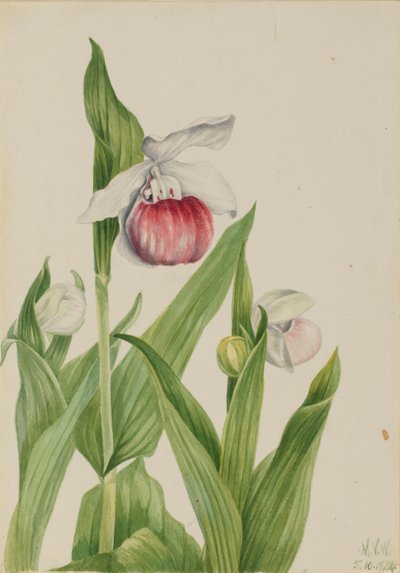 Chinelo de senhora vistoso (Cypripedium reginae) de Mary Vaux Walcott