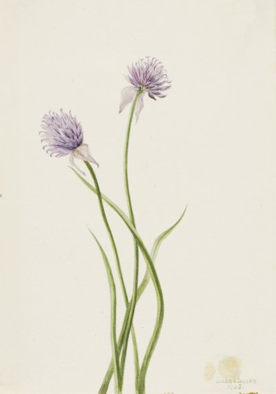 Cebola Siberiana Allium sibericum, 1903. de Mary Vaux Walcott