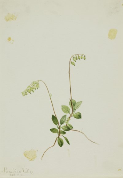Pirola de conchas laterais (Pyrola secunda) de Mary Vaux Walcott