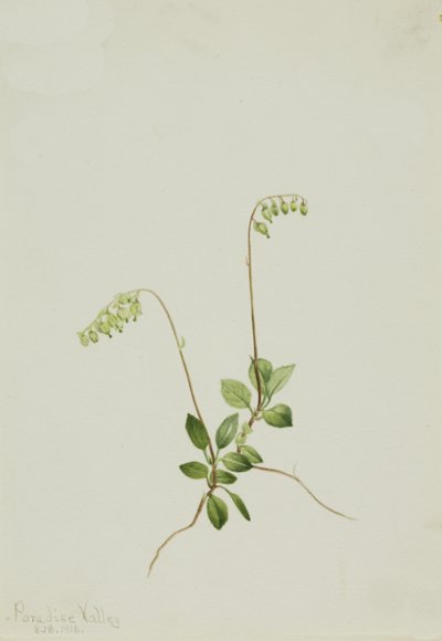 Sidebells Pyrola Pyrola secunda, 1916. de Mary Vaux Walcott