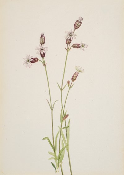 Silene multicaulis, ca. 1900-1920. de Mary Vaux Walcott