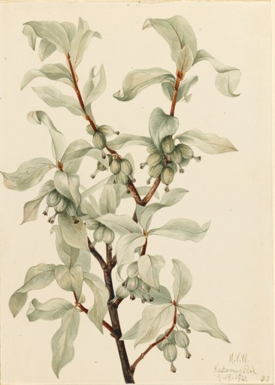 Amora-preta (Elaeagnus commutata) de Mary Vaux Walcott
