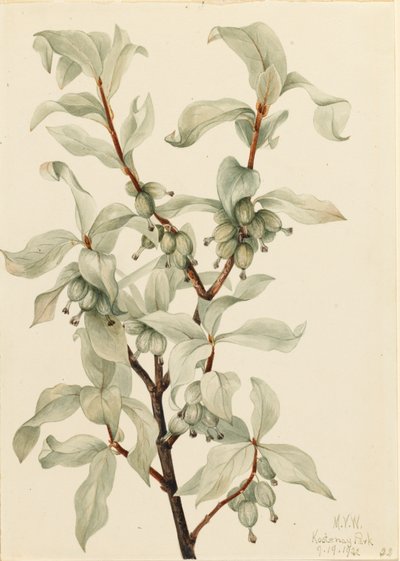 Silverberry Elaeagnus commutata, 1922. de Mary Vaux Walcott