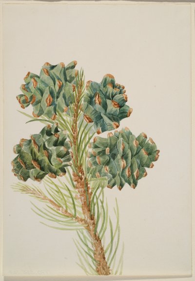 Pinheiro-bravo (Pinus monophylla) de Mary Vaux Walcott