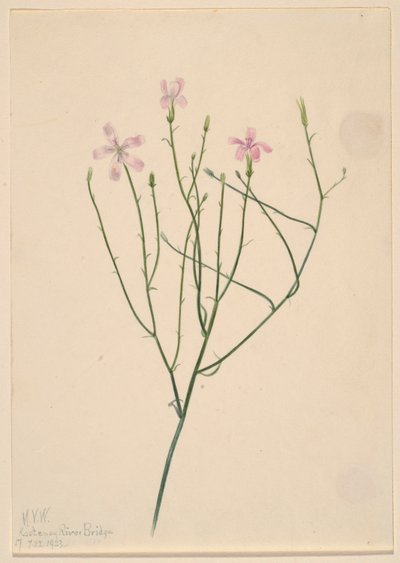 Flor-esqueleto (Lygodesmia juncea) de Mary Vaux Walcott