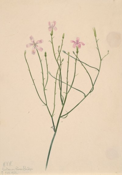 Skeleton Flower Lygodesmia juncea, 1923. de Mary Vaux Walcott