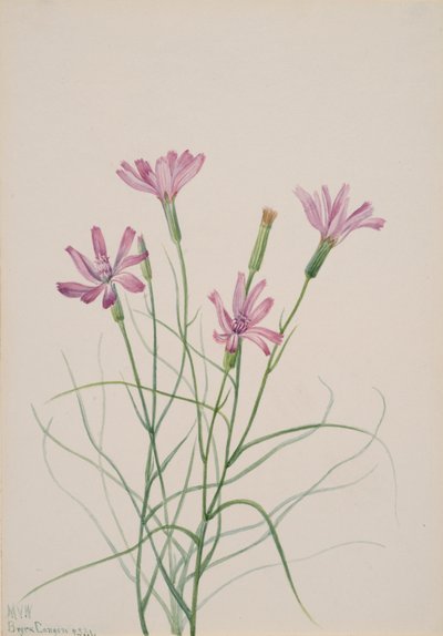 Esqueleto Weed Lygodesmia grandiflora, 1931. de Mary Vaux Walcott
