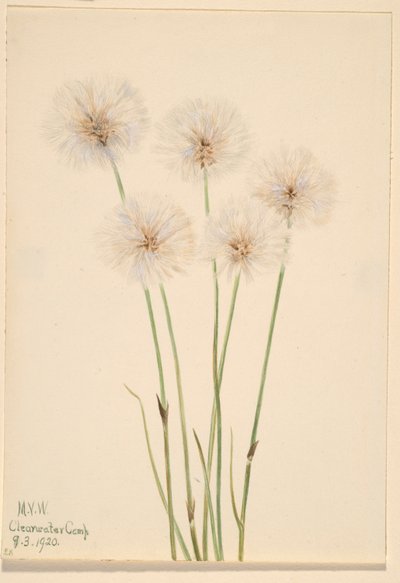 Erva-do-algodoeiro (Eriophorum chamissonis) de Mary Vaux Walcott