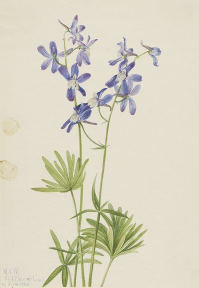 Larkspur fino (Delphinium depauperatum) de Mary Vaux Walcott