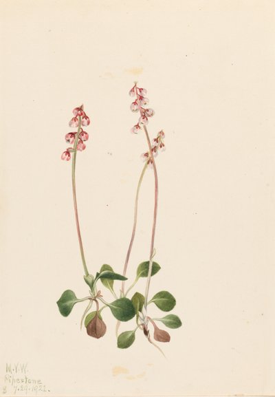 Pirola pequena (Pyrola minor) de Mary Vaux Walcott