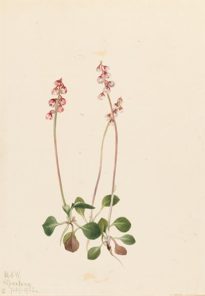 Pequena Pyrola Pyrola minor Pyrola minor, 1922. de Mary Vaux Walcott