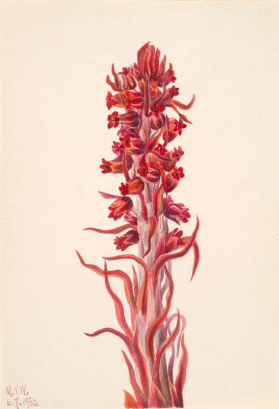 Planta da Neve Sarcodes sanguinea, 1930. de Mary Vaux Walcott