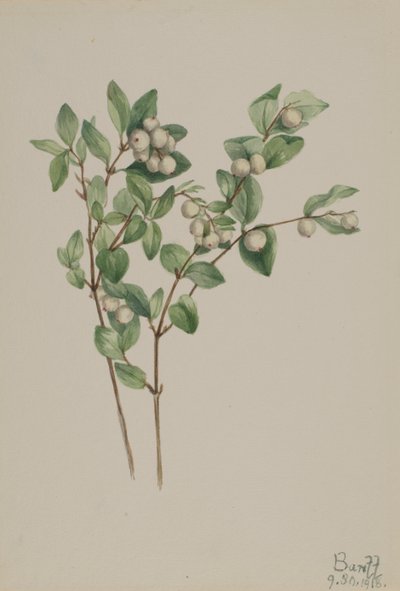 Snowberry Symphoricarpos albus, 1918. de Mary Vaux Walcott
