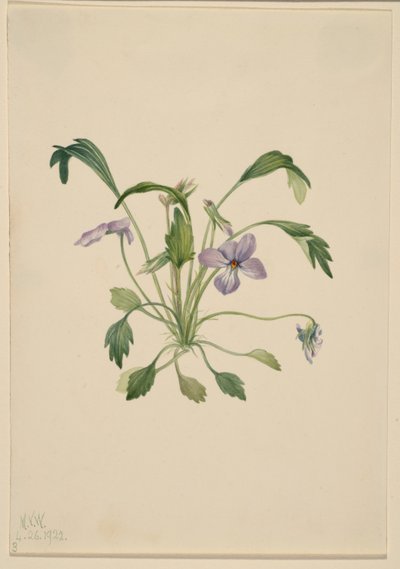 Violeta-do-sul (Viola digitata) de Mary Vaux Walcott