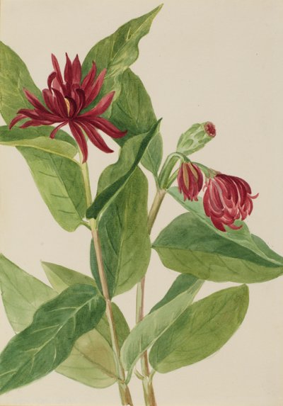 Espinheiro (Calycanthus occidentalis) de Mary Vaux Walcott