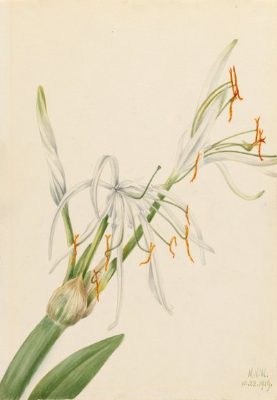 Lírio-aranha (Hymenocallis rotata) de Mary Vaux Walcott