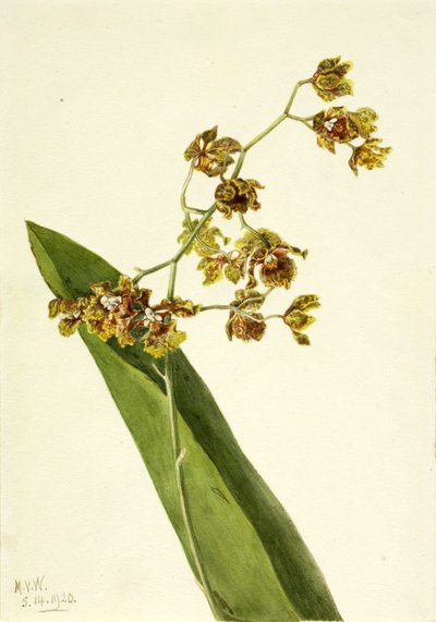 Cyrtopodium manchado (Cyrtopodium punctatum) de Mary Vaux Walcott