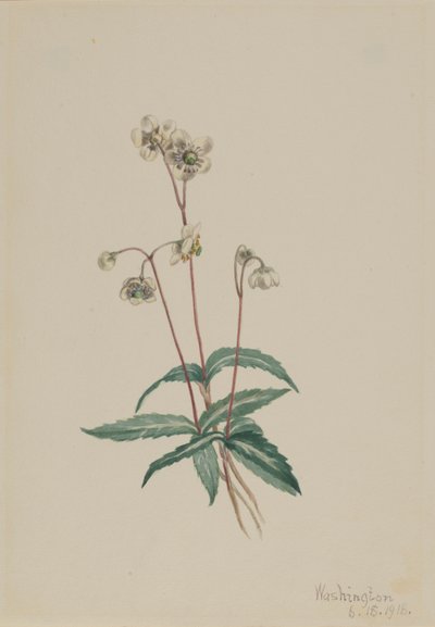Pipsissewa manchada (Chimaphila maculata) de Mary Vaux Walcott