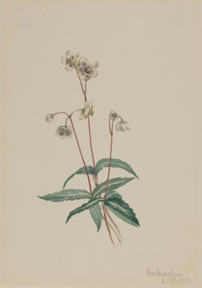 Spotted Pipsissewa Chimaphila maculata, 1918. de Mary Vaux Walcott