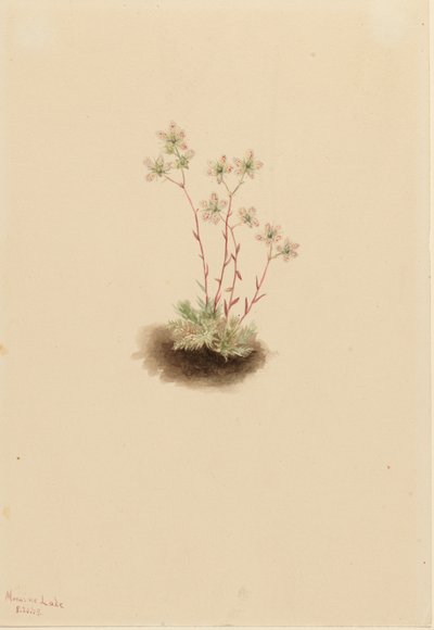 Saxifragem manchada (Saxifraga bronchialis) de Mary Vaux Walcott