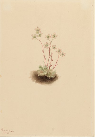 Spotted Saxifrage Saxifraga bronchialis, 1903. de Mary Vaux Walcott