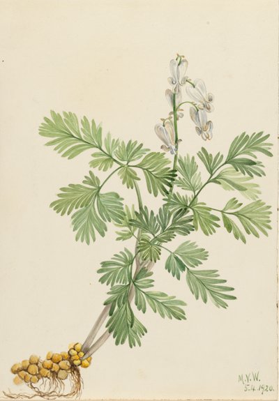 Esquilo Milho Bikukulla canadensis, 1920. de Mary Vaux Walcott